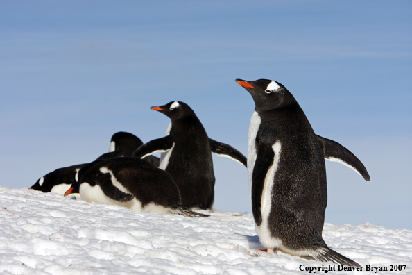 Gentoo Penguin in habitat