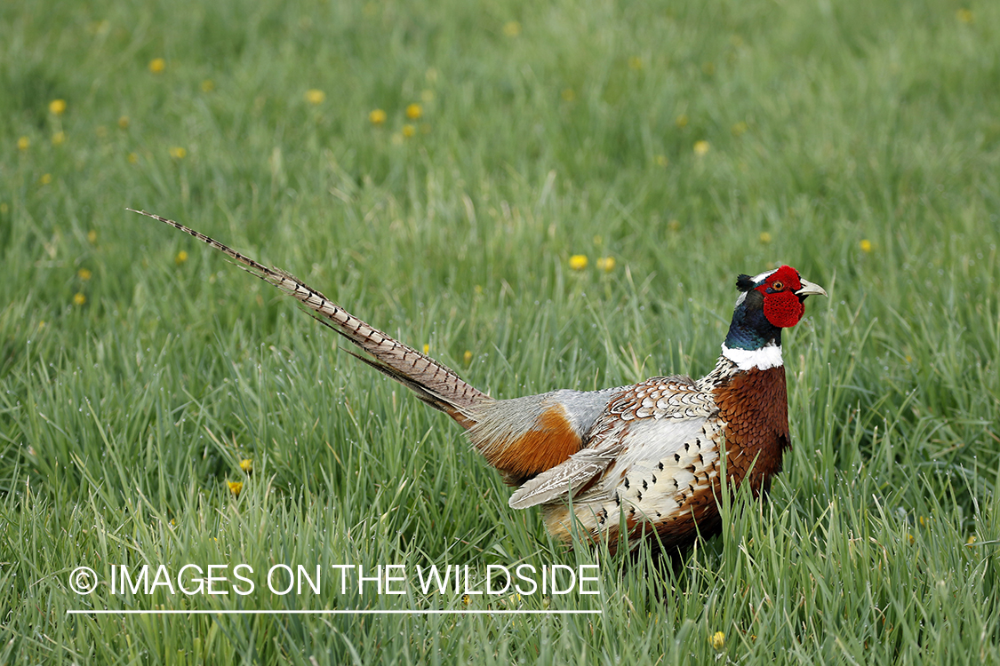 Ring-necked pheasant in grass.