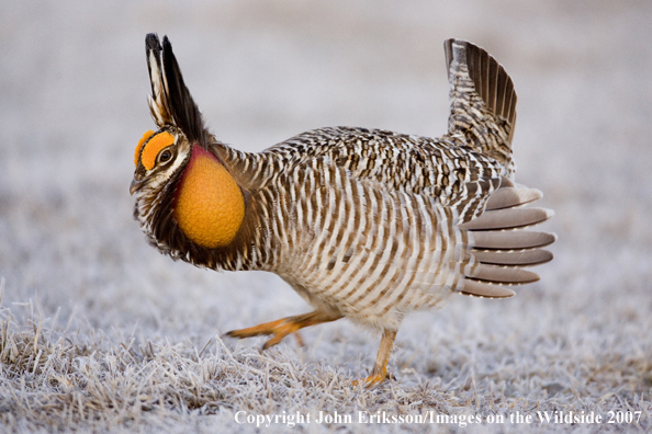 Greater Prairie Chicken in habitat.