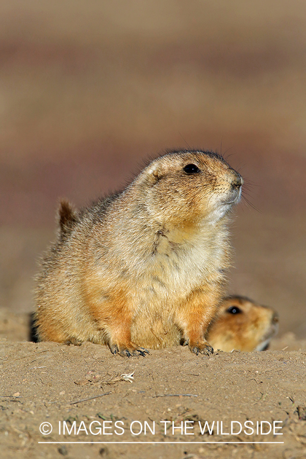 Prairie dog in habitat.