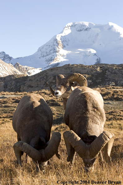 Herd of Rocky Mountain bighorn sheep (rams).