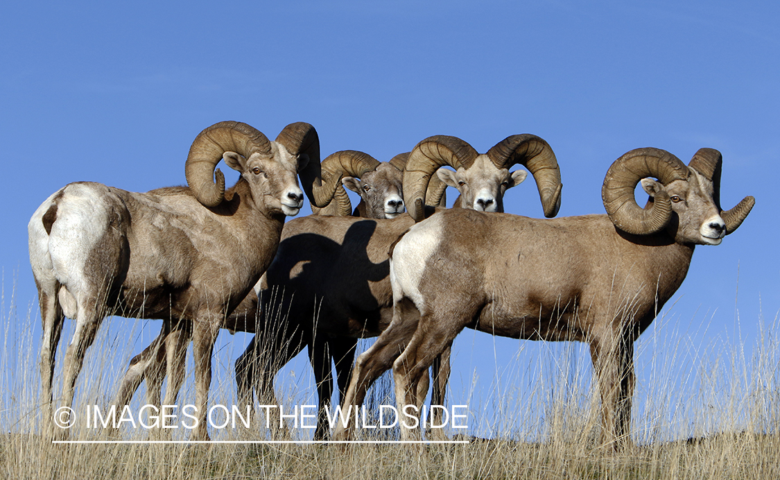 Rocky Mountain bighorn sheep in field.