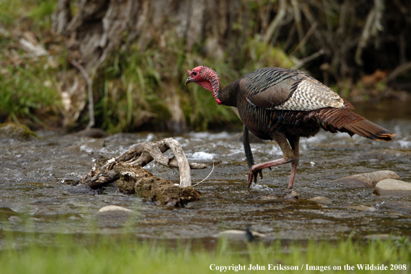 Eastern Wild Turkey crossing water