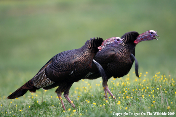 Eastern Wild Turkeys in habitat