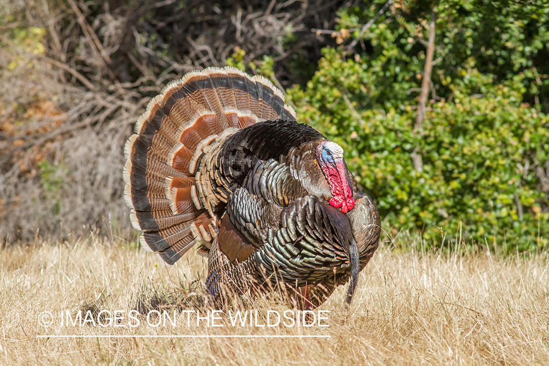 Turkey strutting in field.