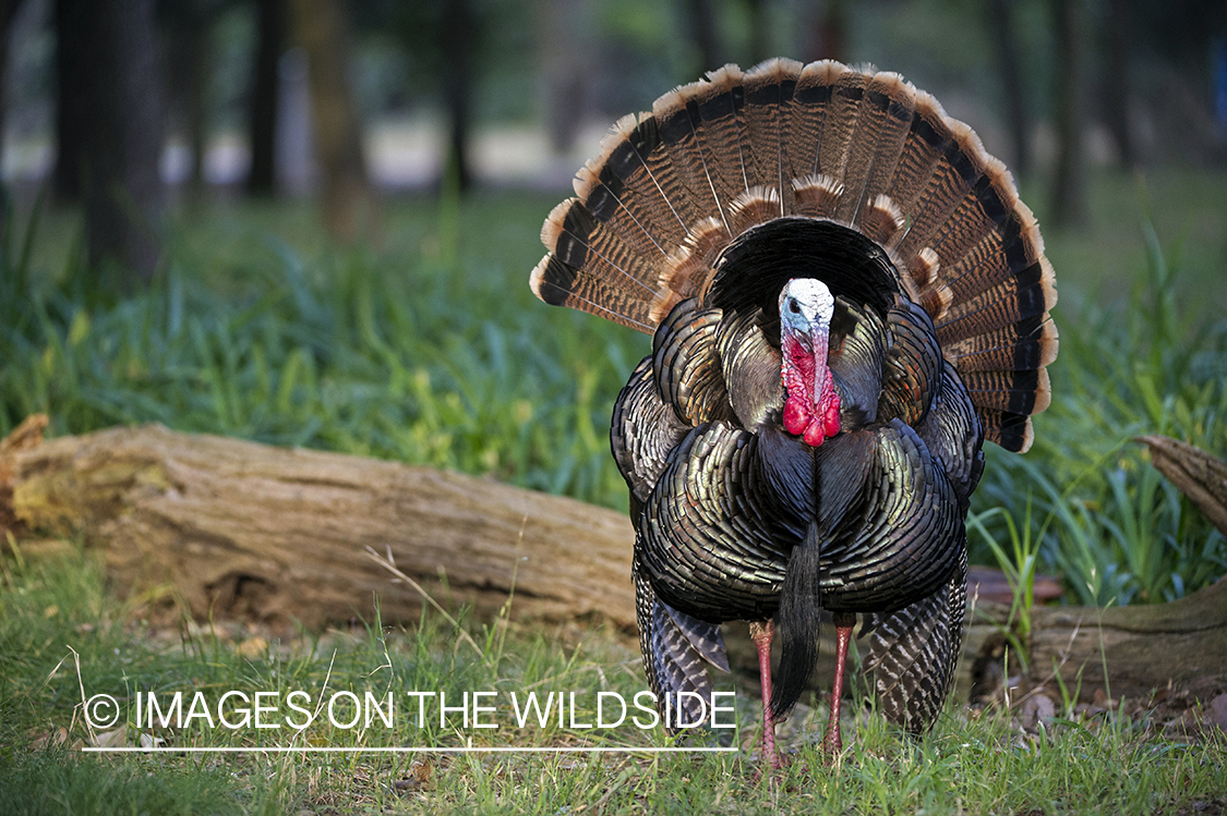 Rio Grande turkey in habitat.