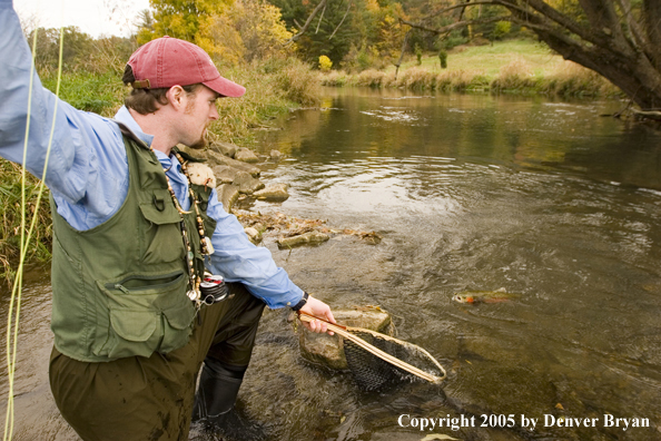 Flyfisherman netting trout on small creek.