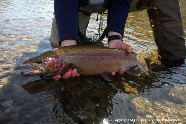 Rainbow trout in habitat.