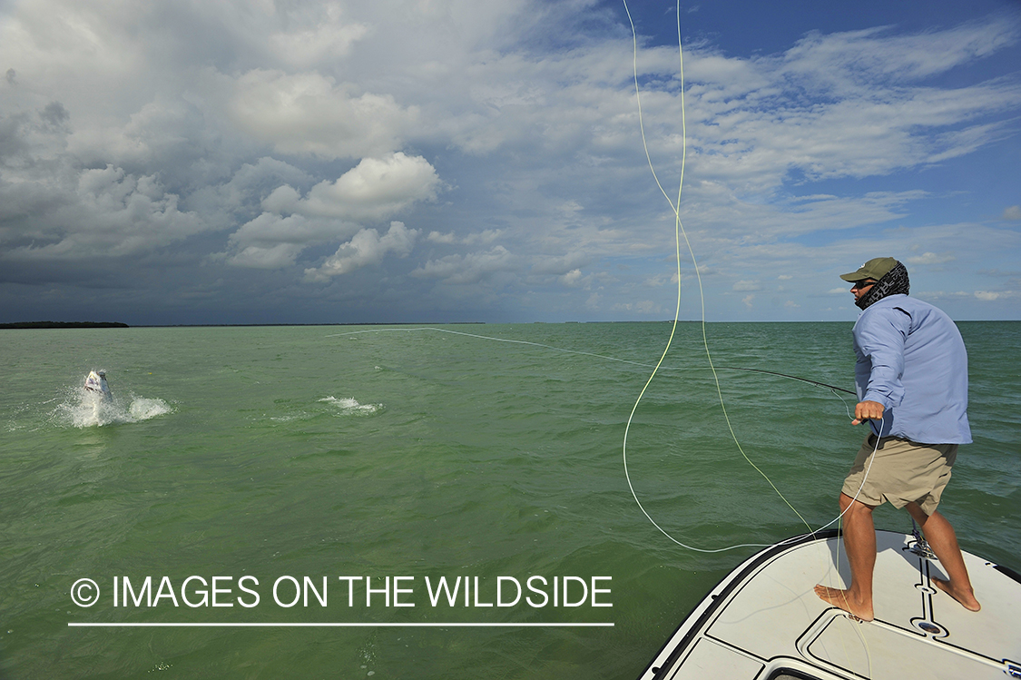 Flyfisherman fighting jumping tarpon on line.