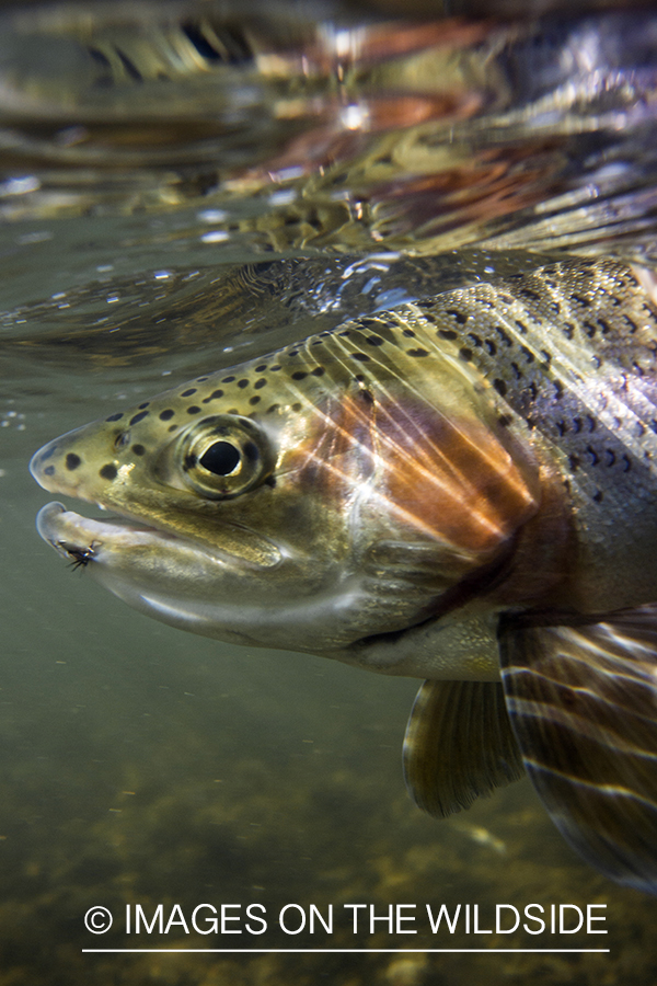 Flyfisherman releasing rainbow trout.