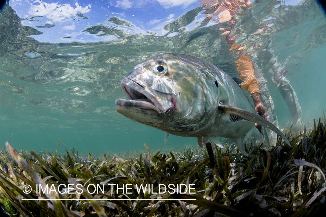 Flyfisherman releasing jack crevalle.