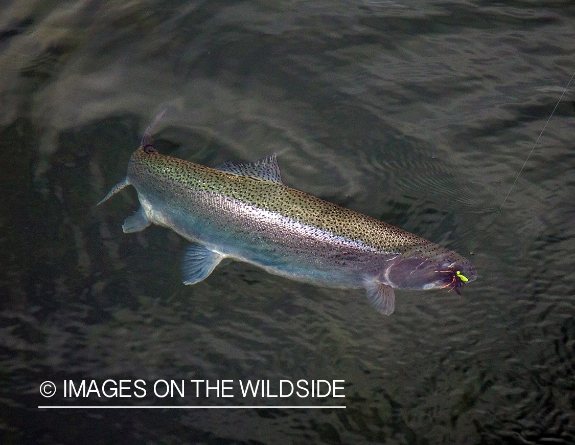 Rainbow trout.