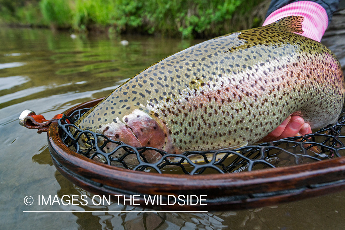 Closeup of rainbow trout. 