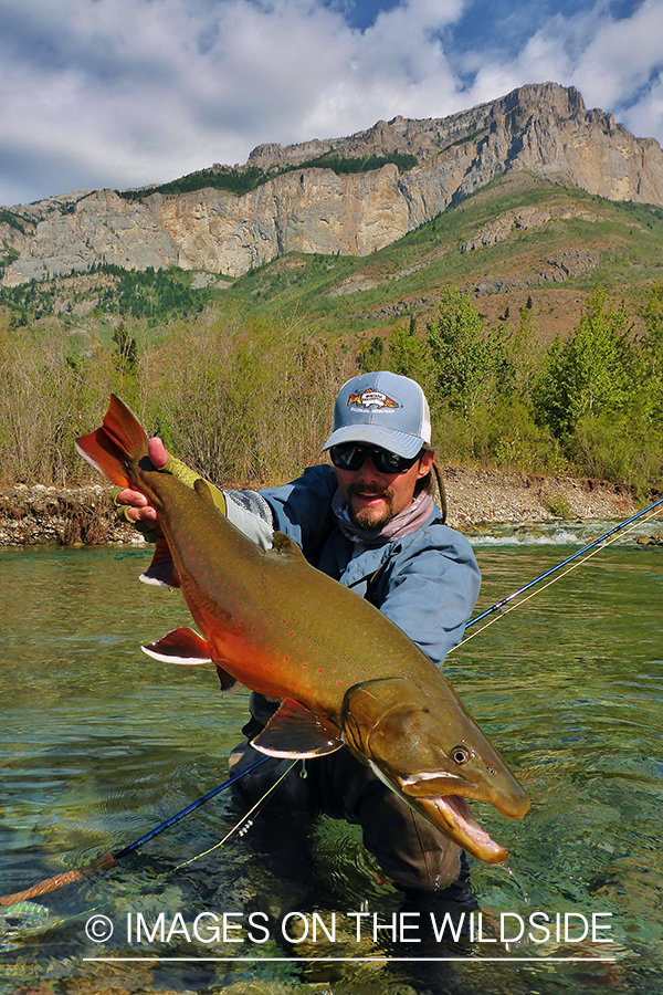 Flyfisherman releasing bull trout.