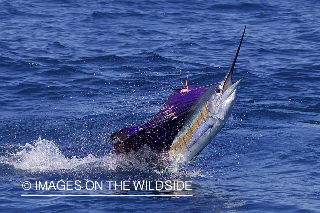 Sailfish jumping out of water.