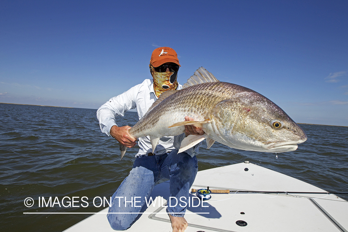 Saltwater flyfisherman holding redfish.