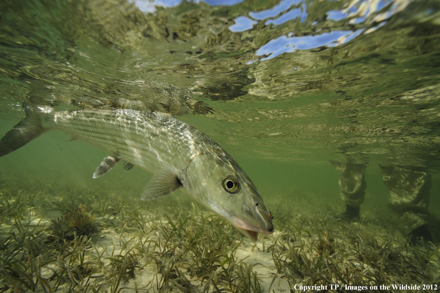 Fisherman with a bonefish.