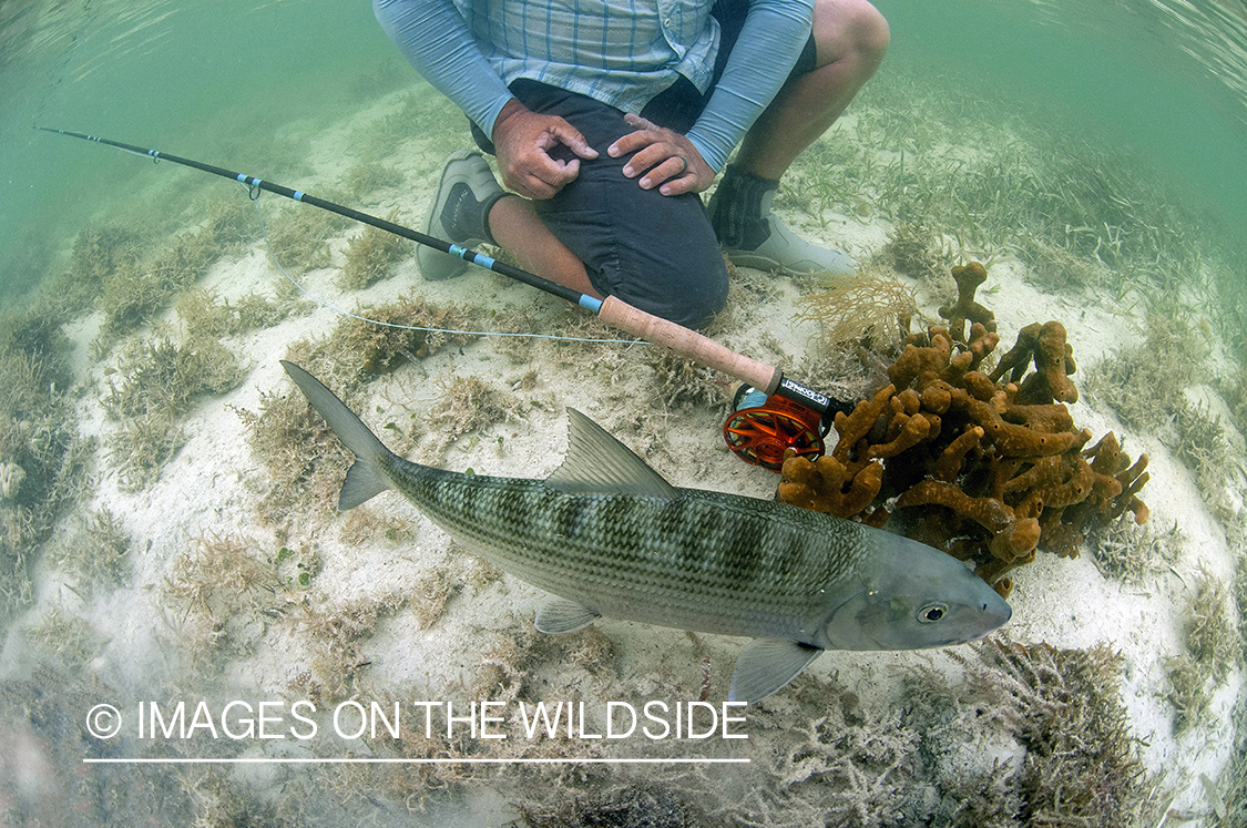 Flyfisherman releasing bonefish.