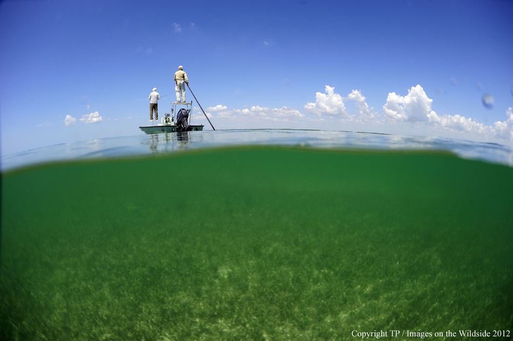 Flyfishing for Tarpon. 