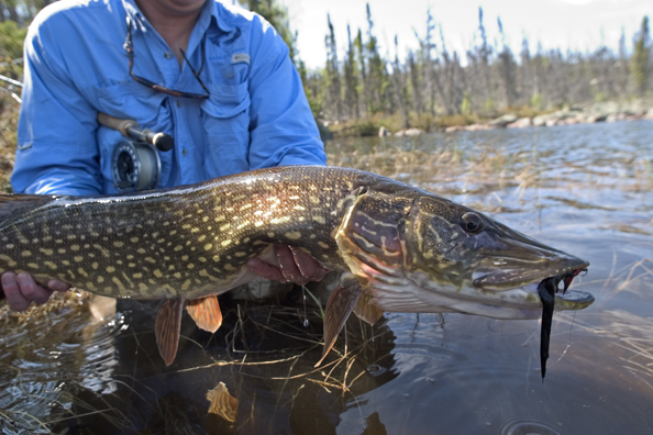 Flyfisherman with Northern pike