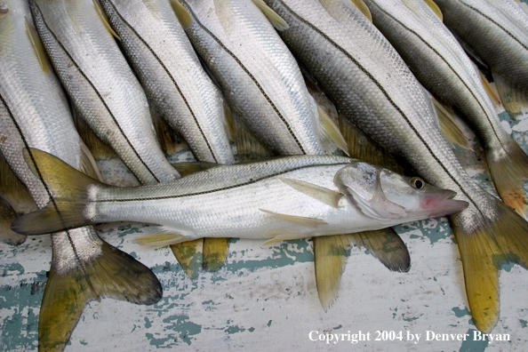 Flyfisherman's snook catch