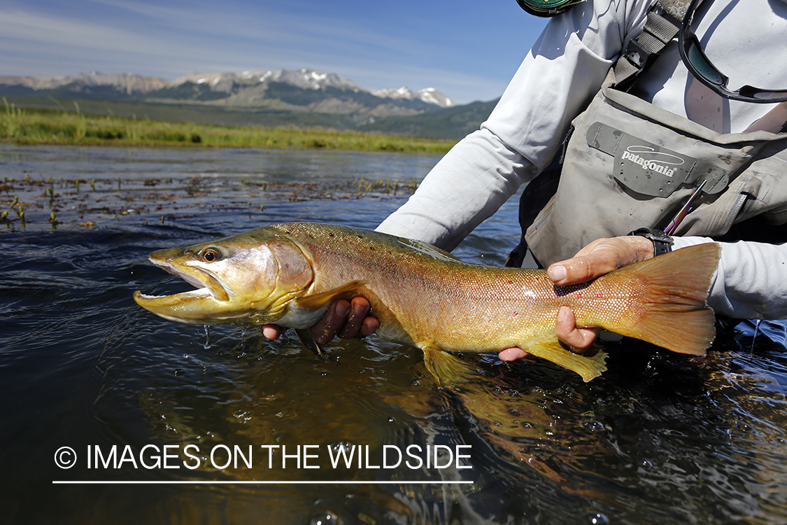 Flyfisherman releasing brown trout.