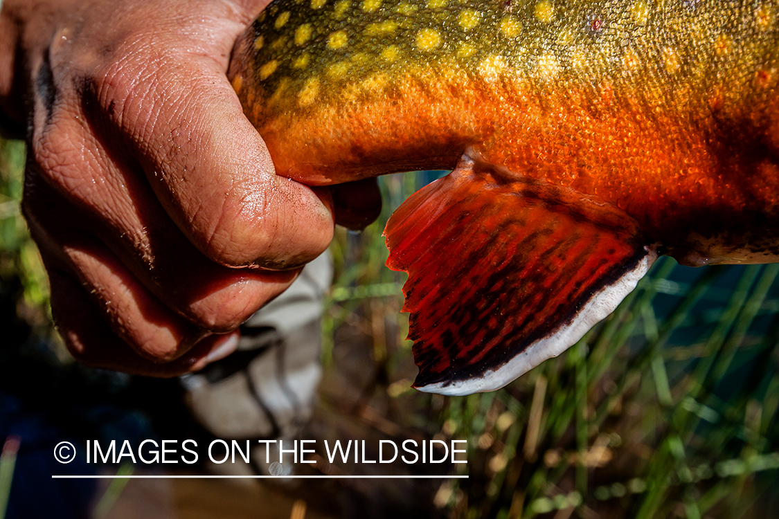 Flyfisherman with brook trout.