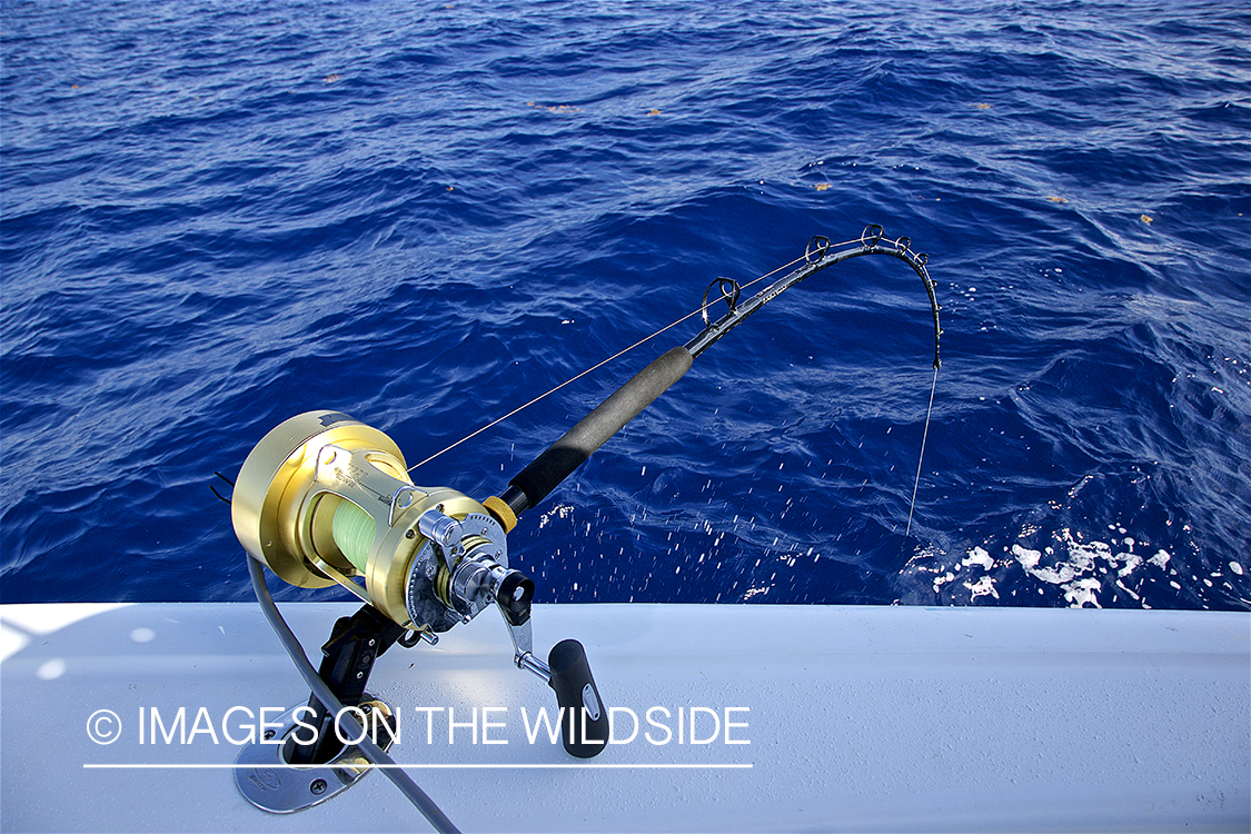 Deep sea fishing rod with fish on.