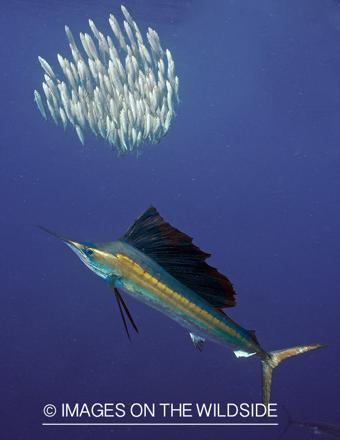 Sailfish hunting bait fish in open ocean.