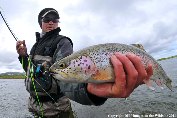 Flyfisherman with Alaskan Rainbow. 