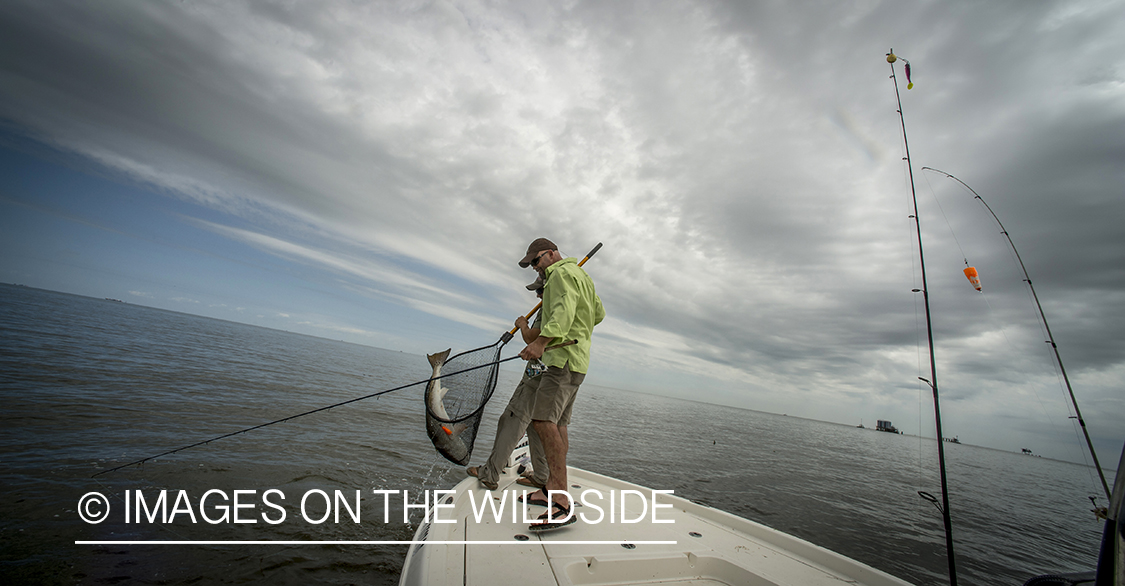 Fisherman with redfish in net.