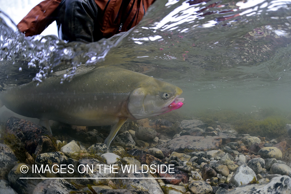 Flyfisherman with Arctic Char underwater.