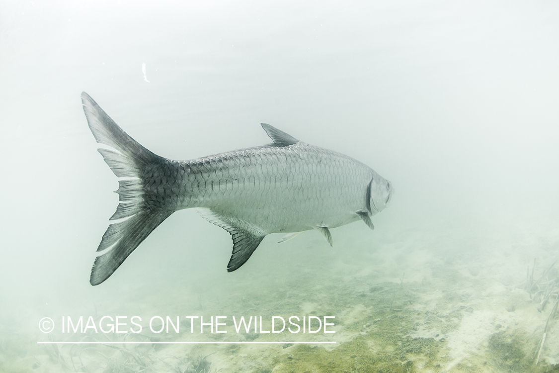 Tarpon underwater