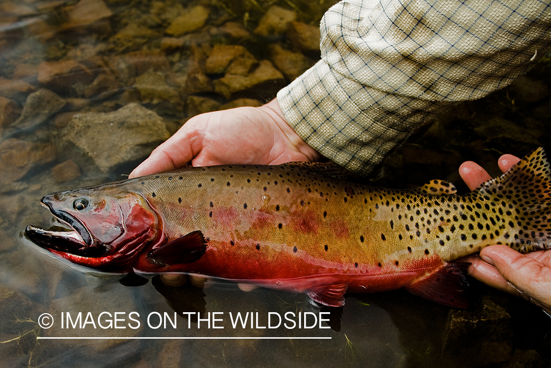 Cutthroat trout.