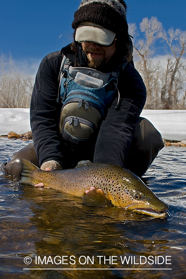 Flyfisherman releasing brown trout.