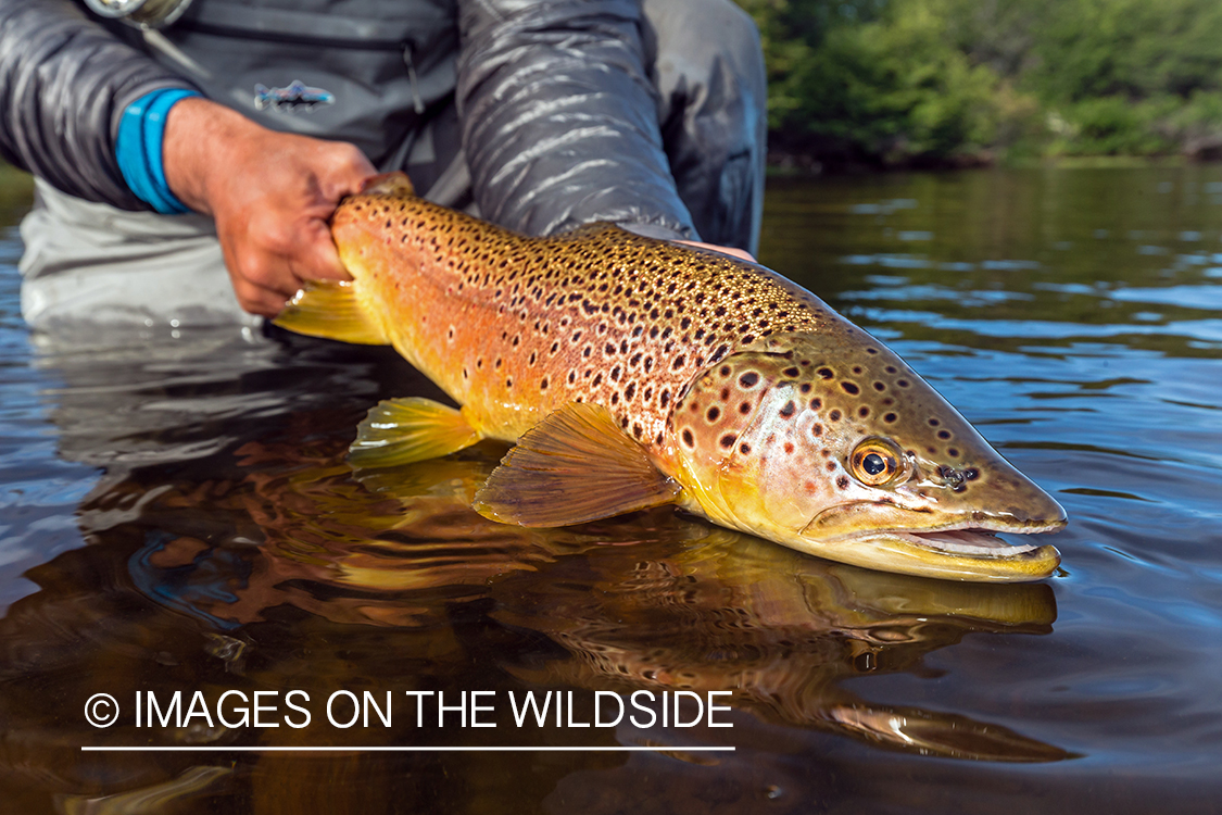 Flyfisherman releasing trout.