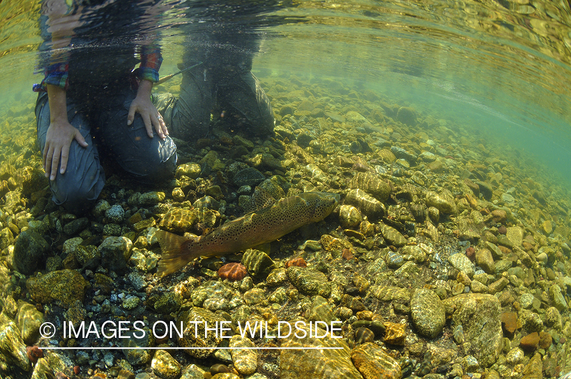 Flyfisherman with trout underwater.