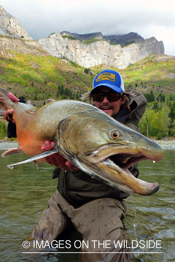 Flyfisherman with bull trout.