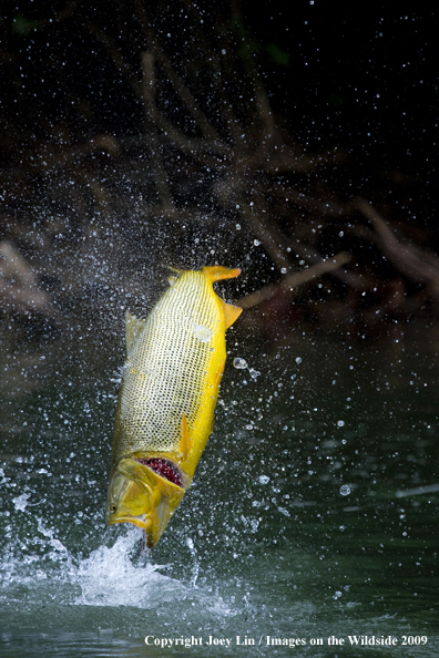 Leaping Golden Dorado