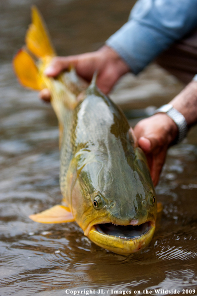 Golden Dorado fish species