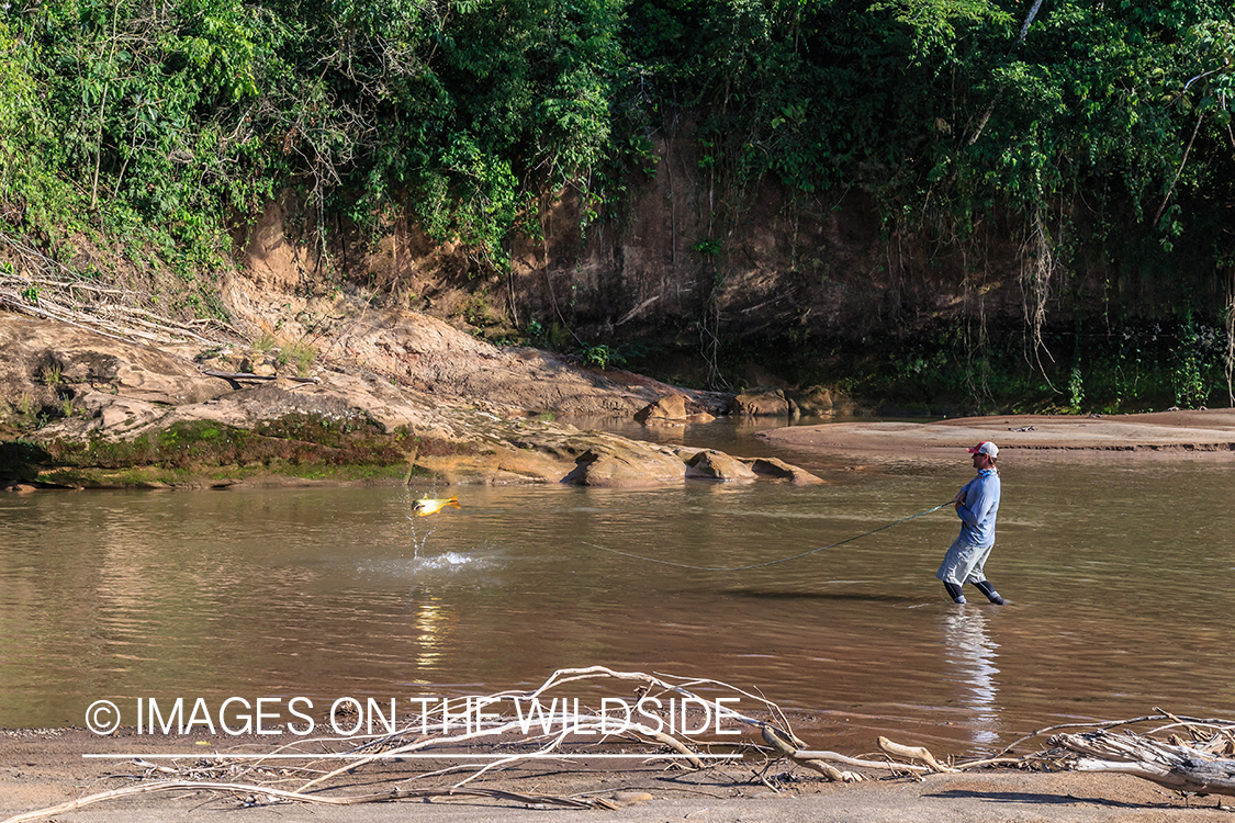 Flyfishing for Golden Dorado in Bolivia.