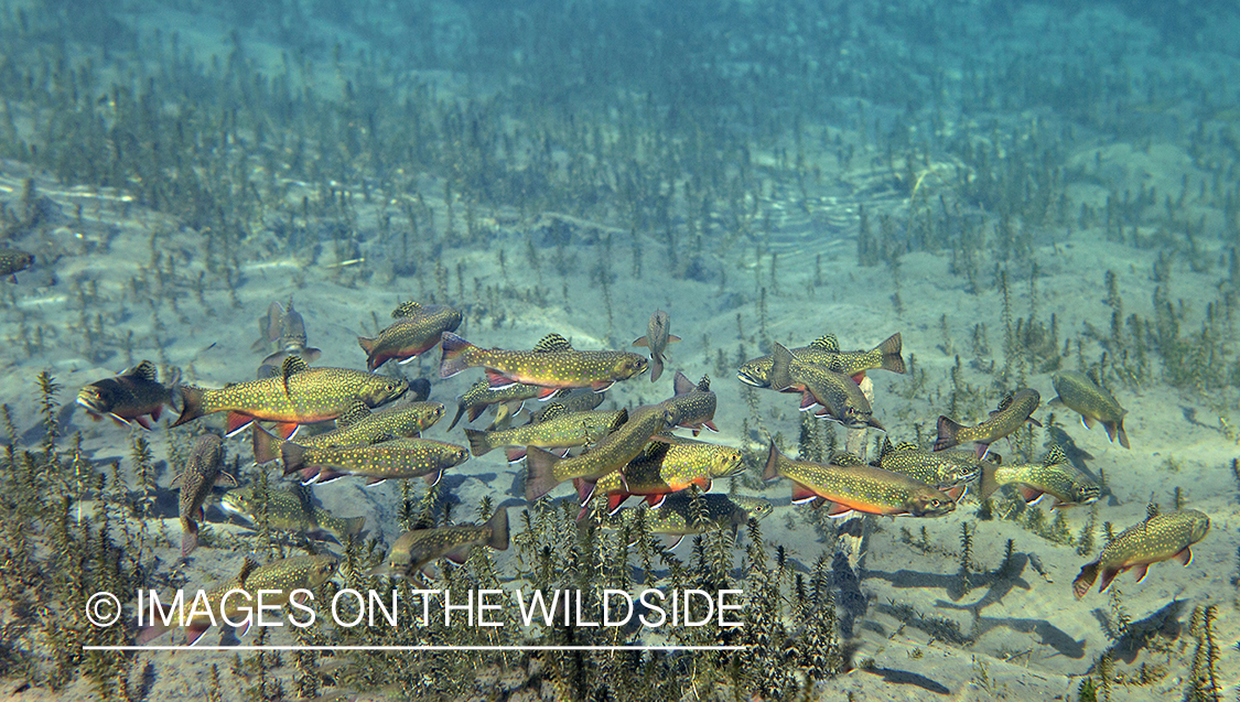 Brook Trout underwater.