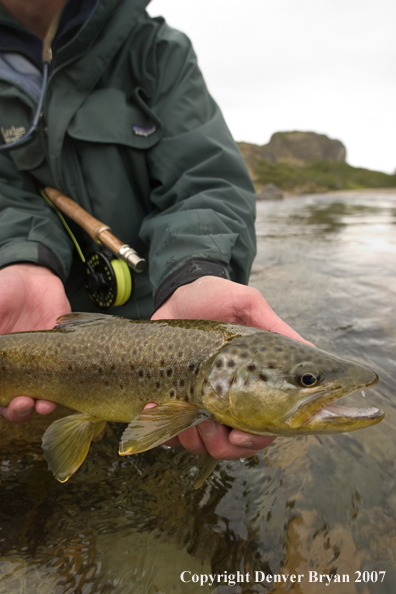 Flyfisherman holding/releasing brown trout.  Closeup of trout.