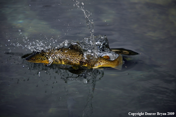 Brown Trout Underwater