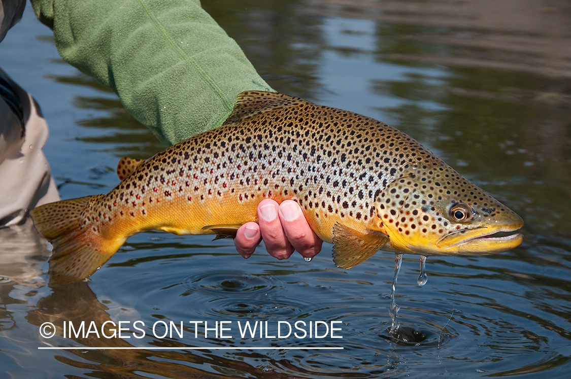 Brown Trout