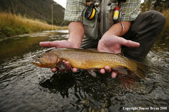 Cutthroat Trout With Fly