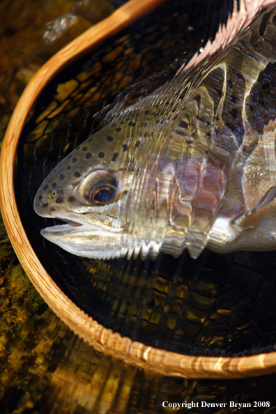 Rainbow trout in habitat