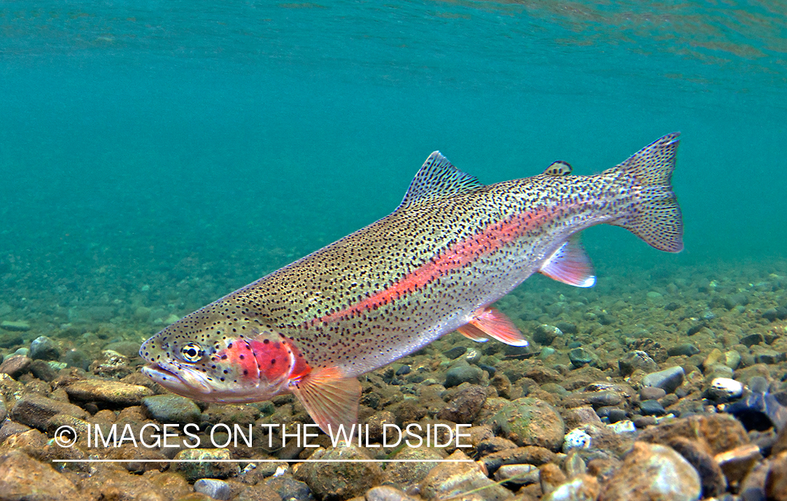 Rainbow Trout