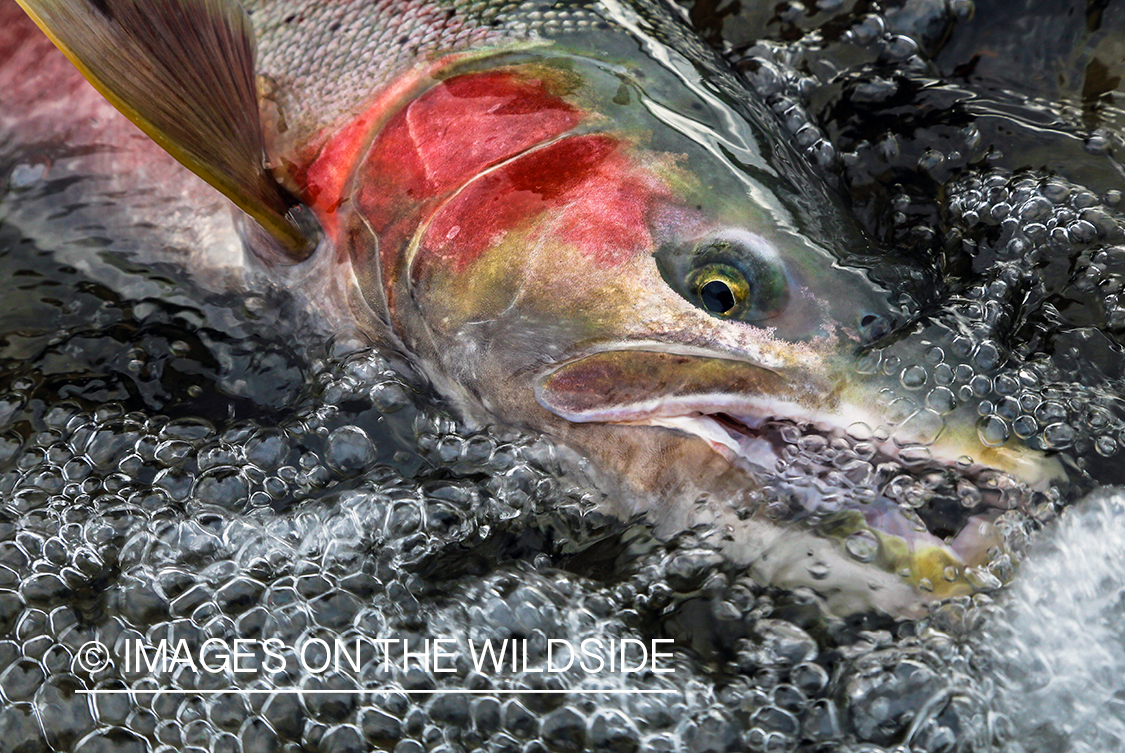 Close-up of Steelhead. 