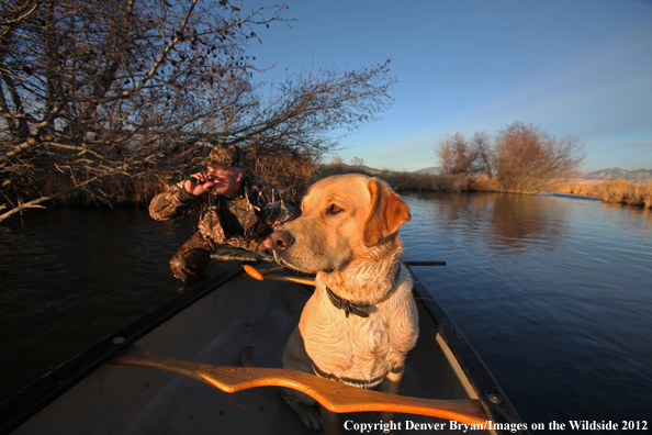 Duck hunter with yellow labrador retriever in canoe. 